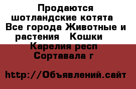 Продаются шотландские котята - Все города Животные и растения » Кошки   . Карелия респ.,Сортавала г.